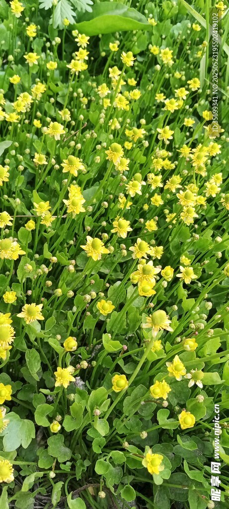 綠色田野中的黃色小花