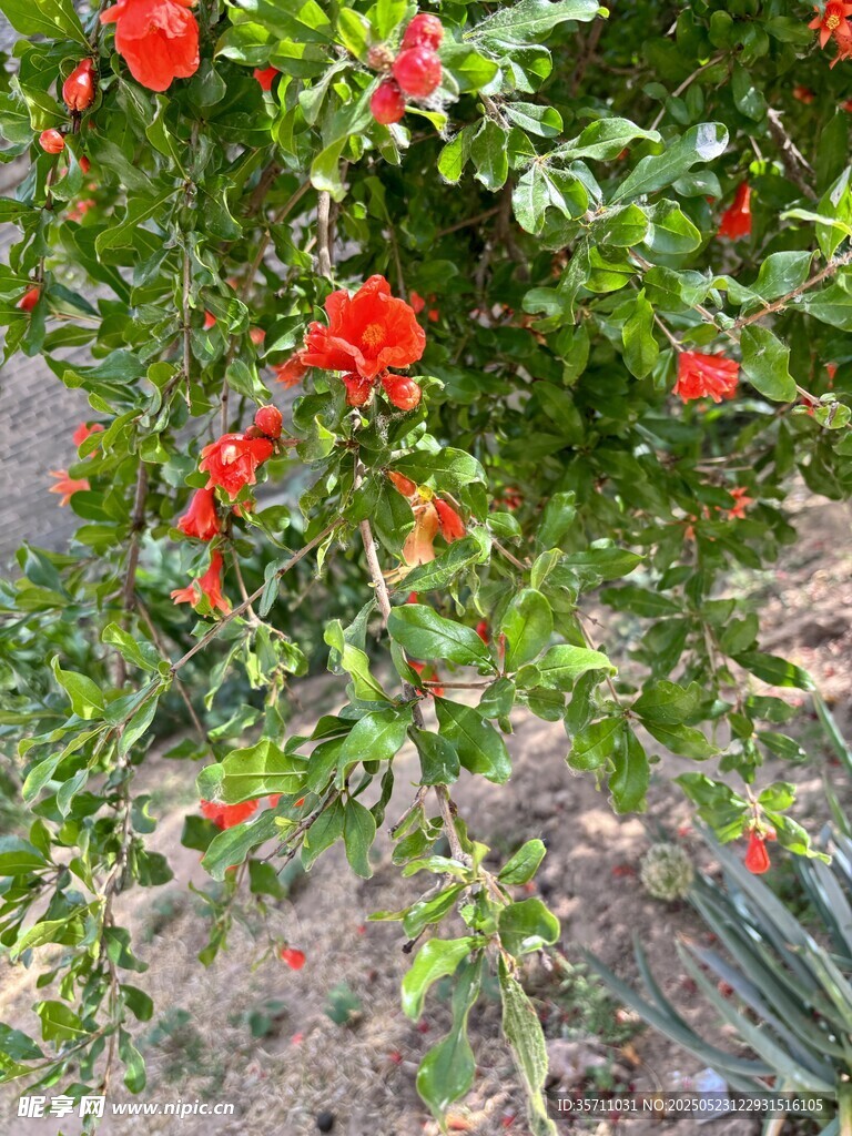 石榴花