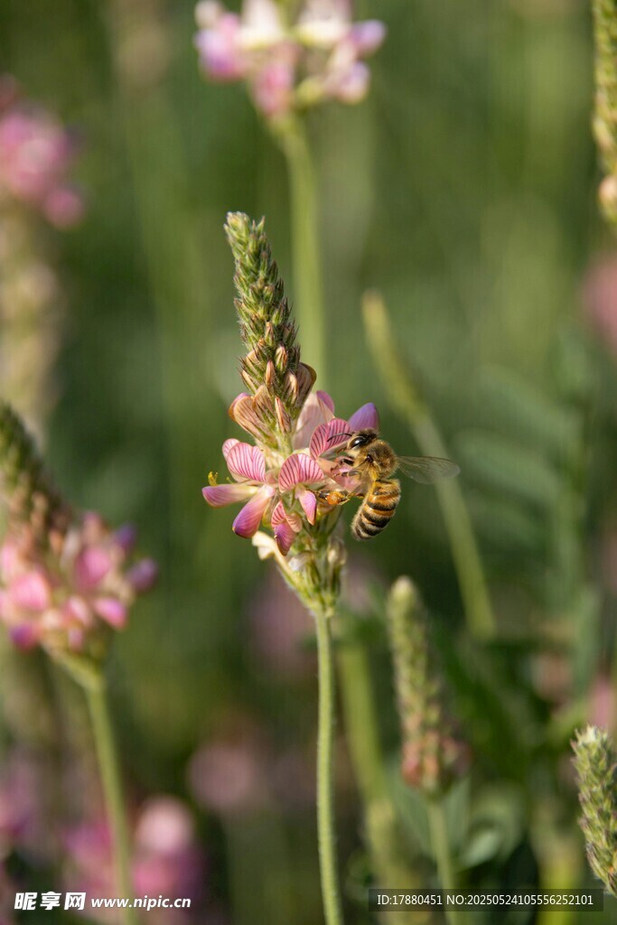 蜜蜂