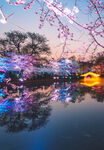 無錫夜櫻