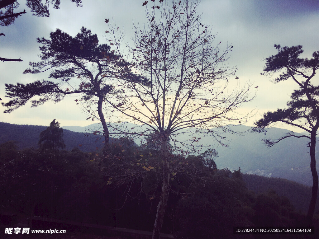 黃昏下的樹木景觀