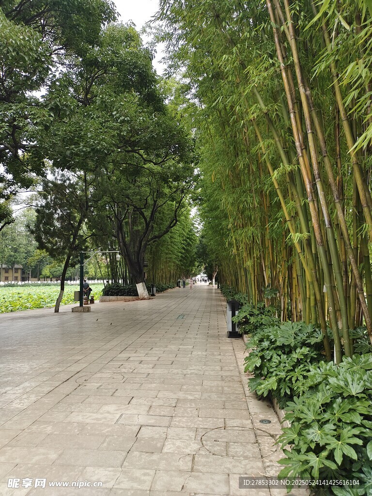 竹林間的幽靜步道