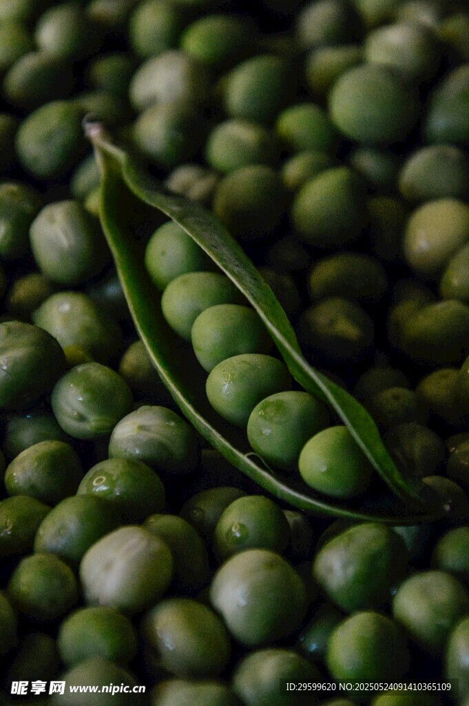 飽滿青豌豆與帶莢豌豆粒