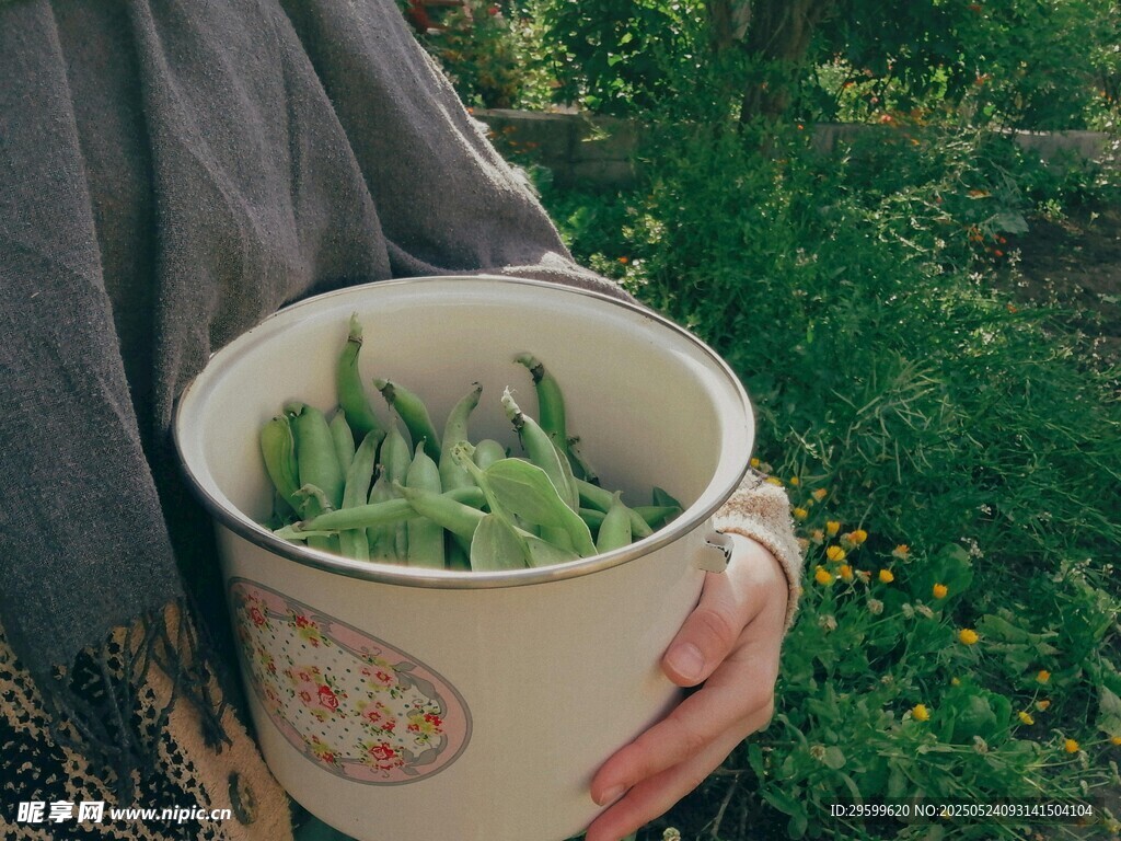 手捧桶中鮮嫩綠色蔬菜
