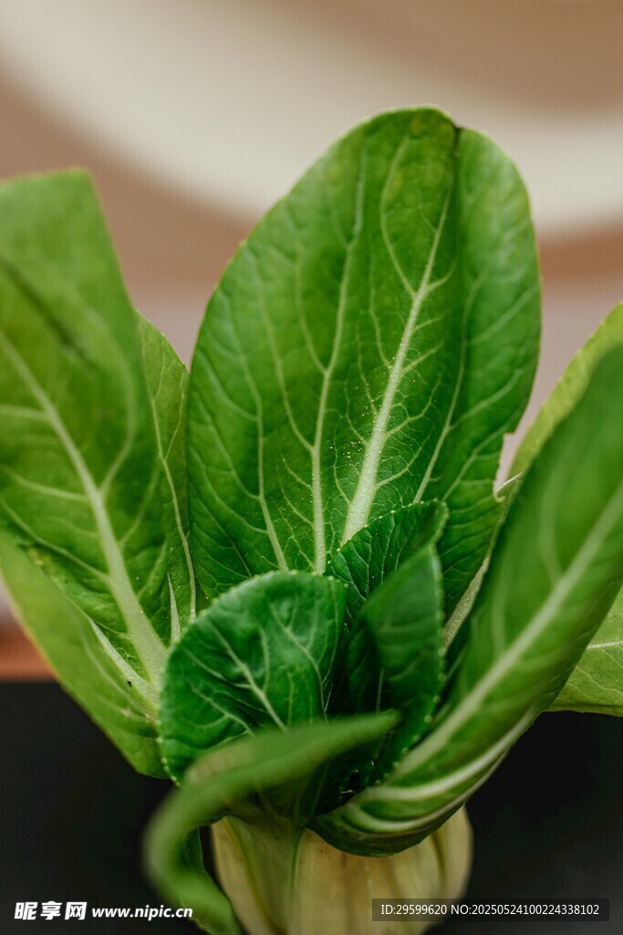 鮮嫩小白菜特寫