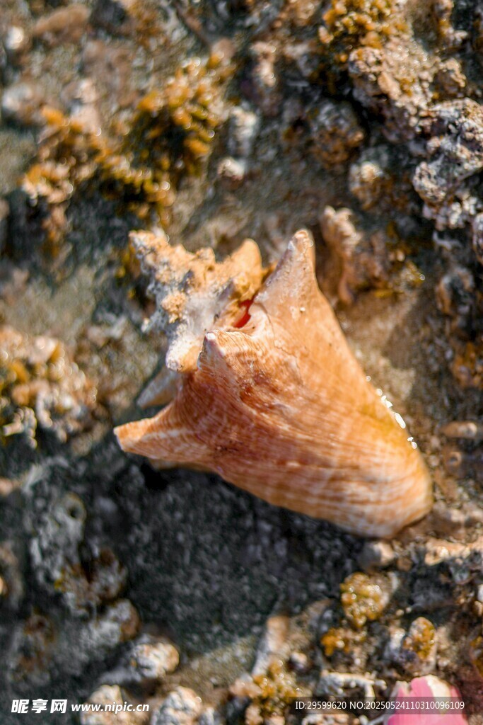 海邊沙灘上的獨特海螺