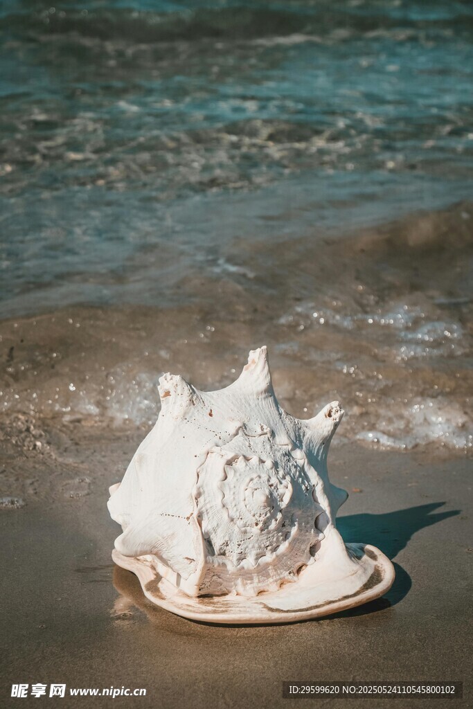 海灘上的精美貝殼組合