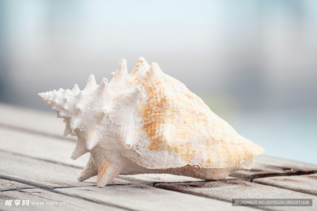 海邊木臺上的精美海螺