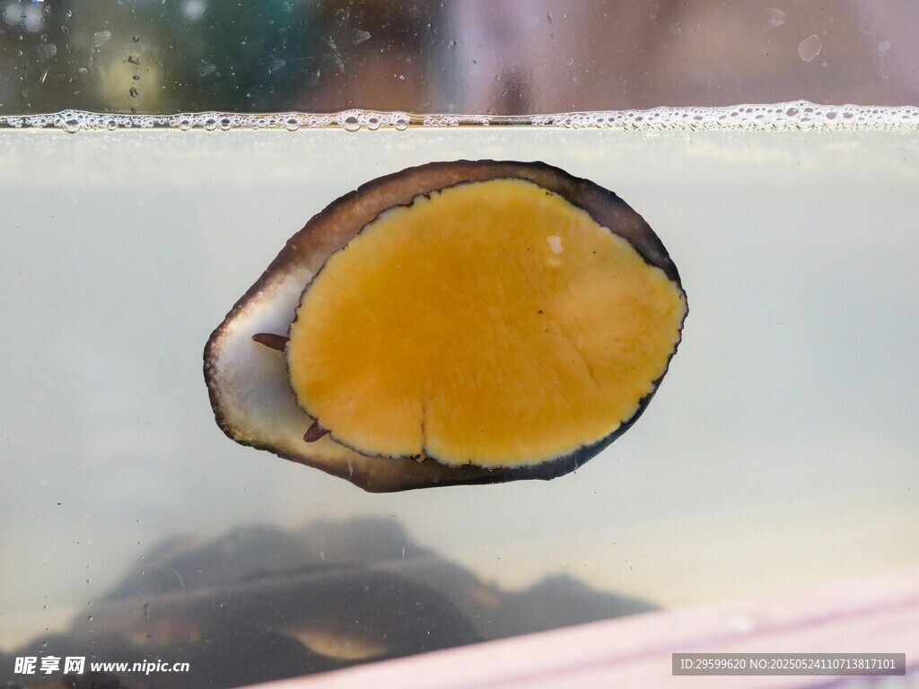 金黃飽滿的貝類海鮮