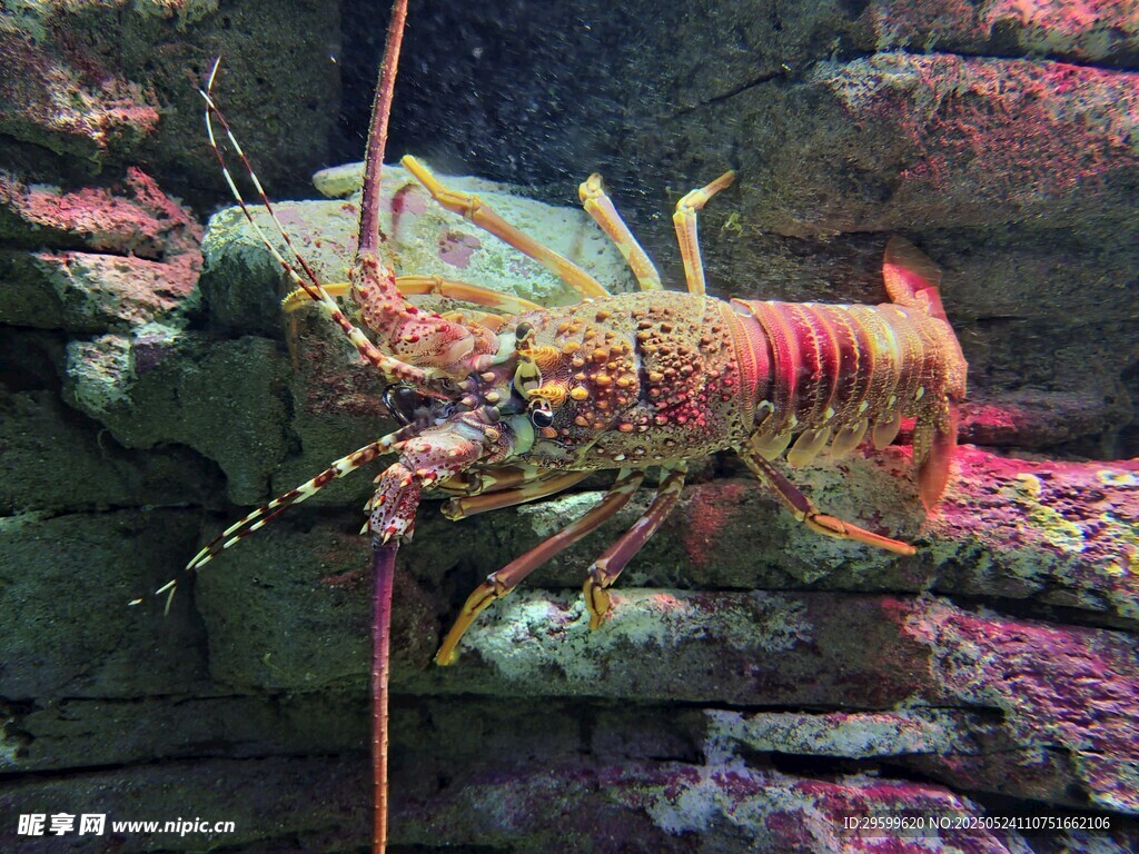 色彩斑斕的水族館大龍蝦