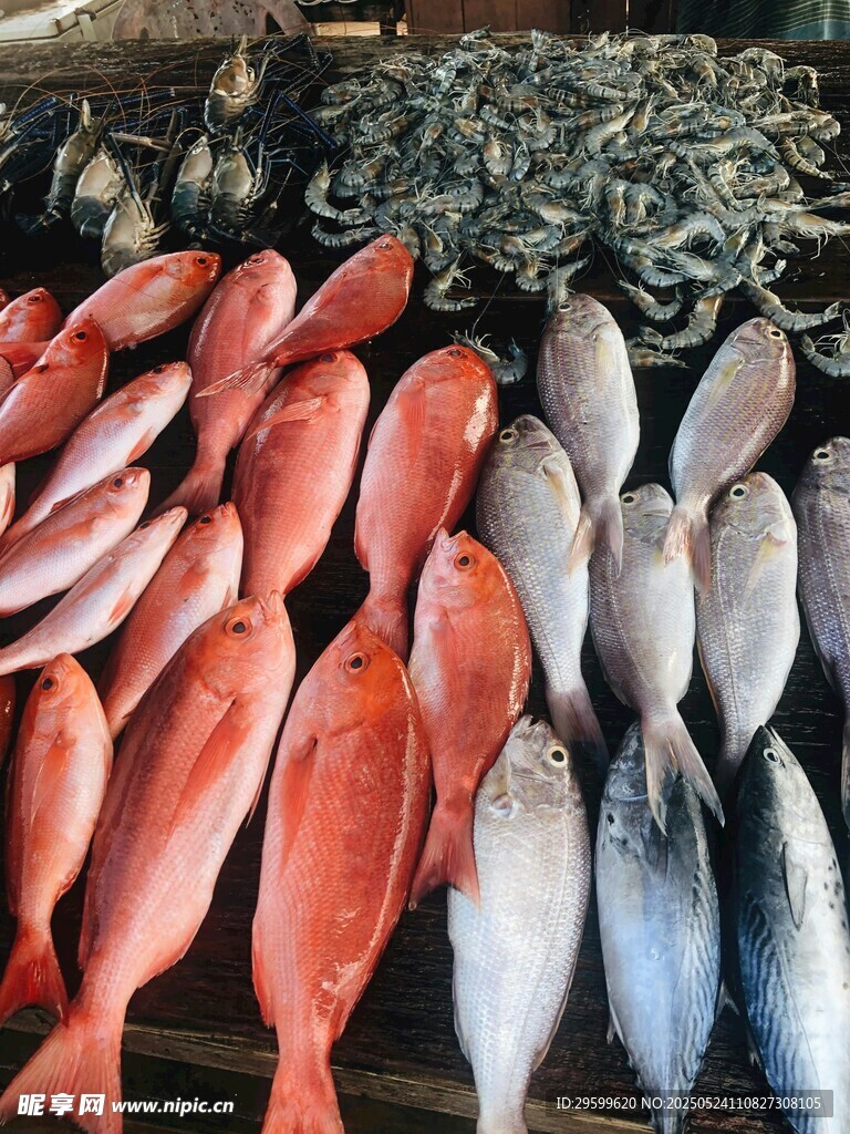 多樣鮮魚海鮮市場陳列