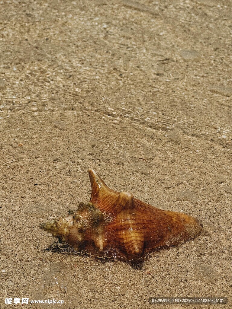 沙灘上的海螺