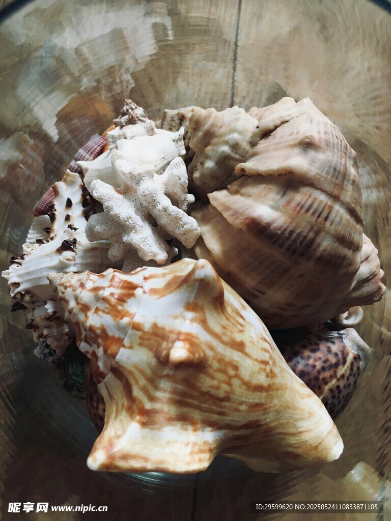 多彩海螺展示獨特海洋魅力