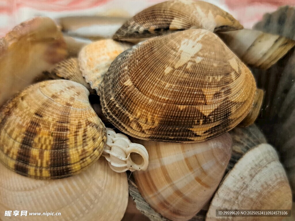 多彩貝殼堆疊