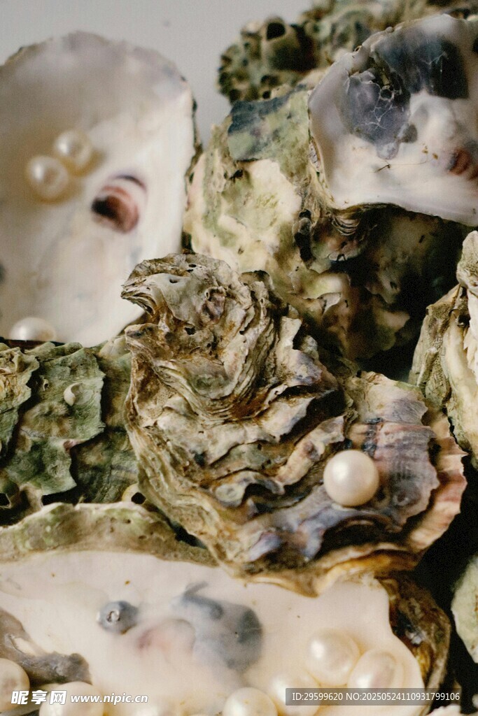 牡蠣中的璀璨珍珠