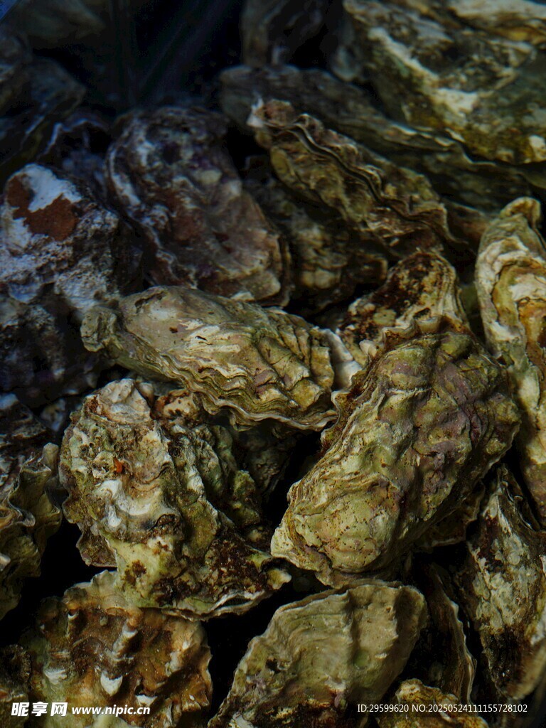 新鮮牡蠣堆疊
