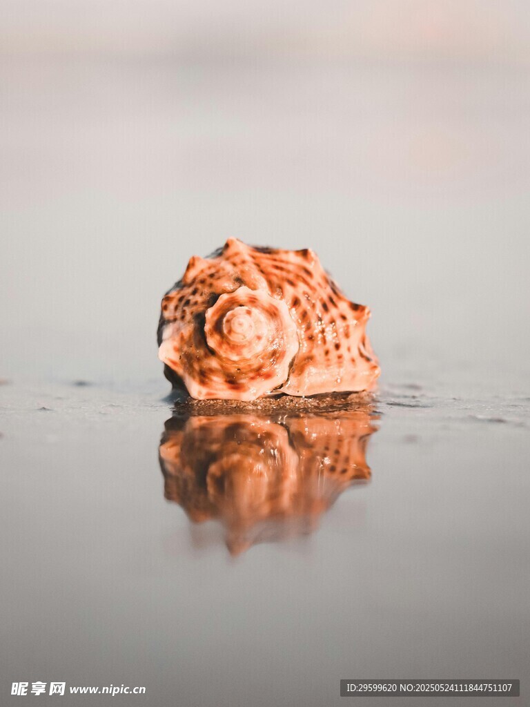 沙灘上的精美螺旋貝殼