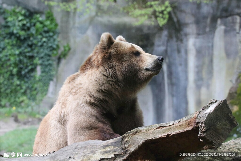 動(dòng)物園中休憩的棕熊