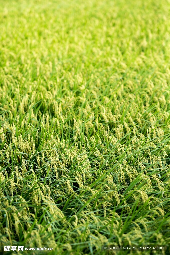 翠綠草坪生機勃勃