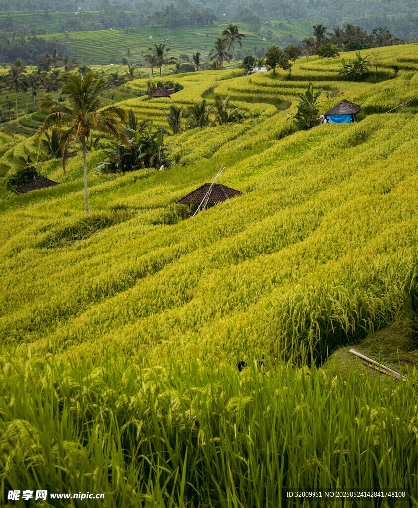 翠綠梯田美景