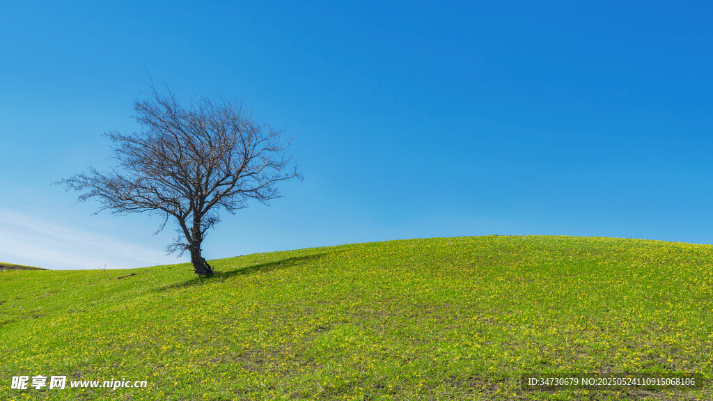 草原孤樹藍天美景