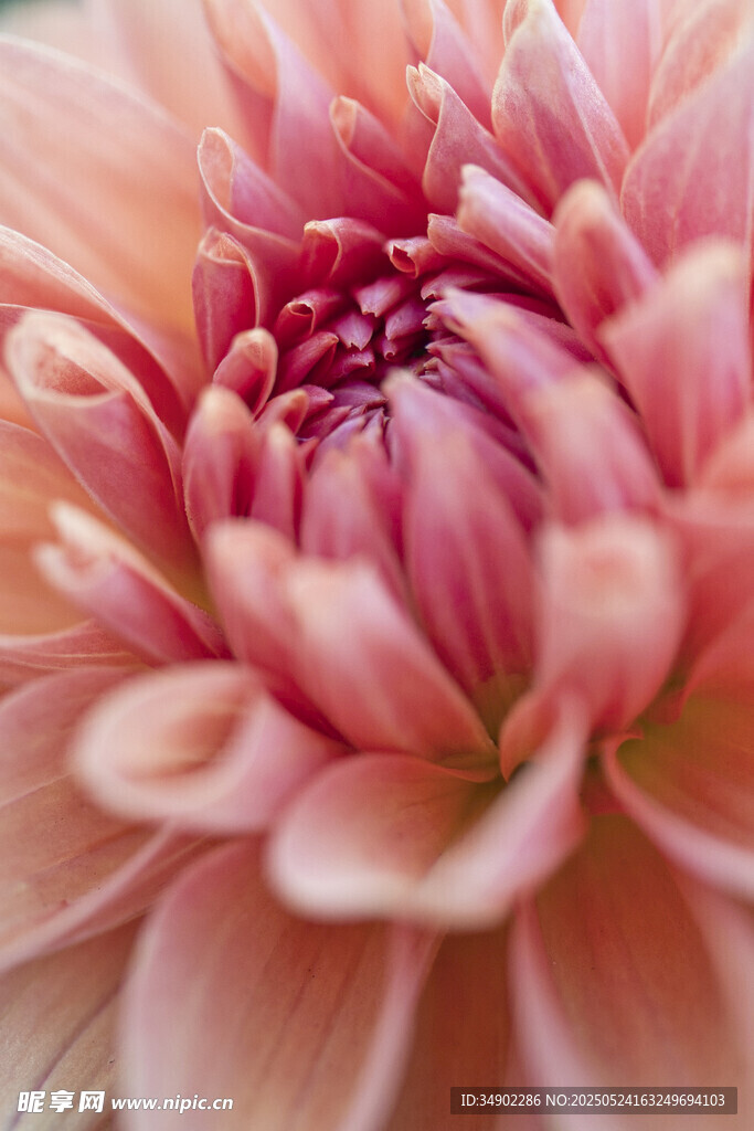 粉色菊花特寫