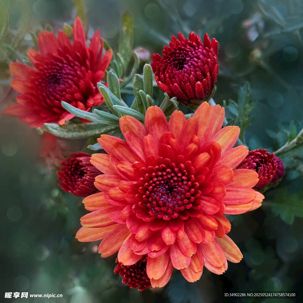 鮮艷橘紅色菊花綻放
