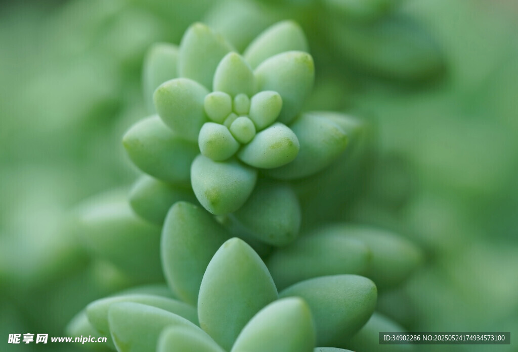 翠綠多肉植物特寫