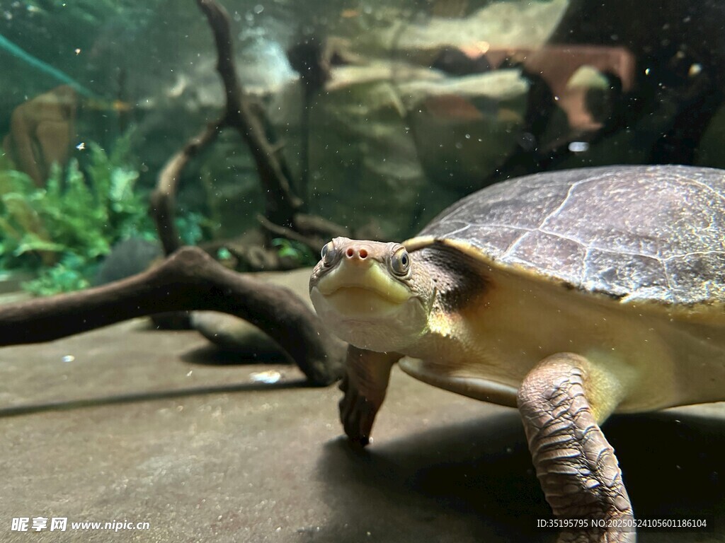 水族館中的烏龜特寫