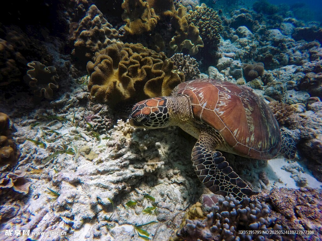 海底的多彩章魚
