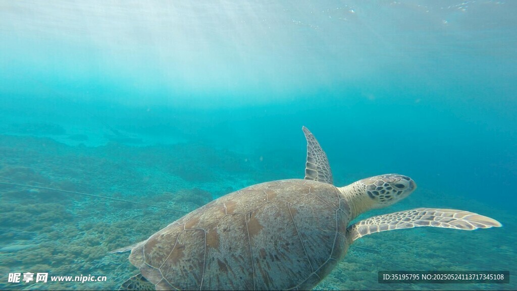 海底遨游的海龜