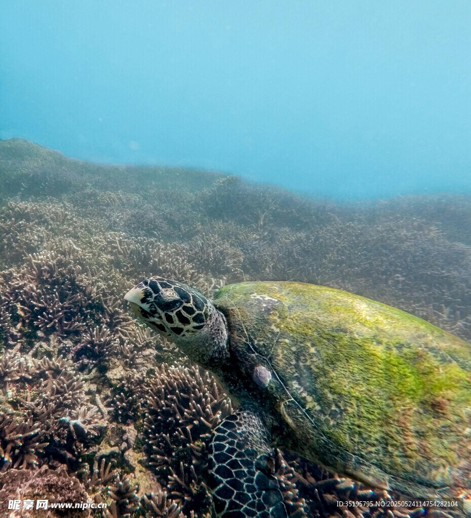 海底綠海龜趴在礁石上
