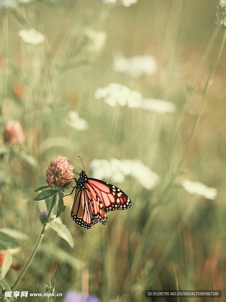 花叢中停歇的美麗蝴蝶