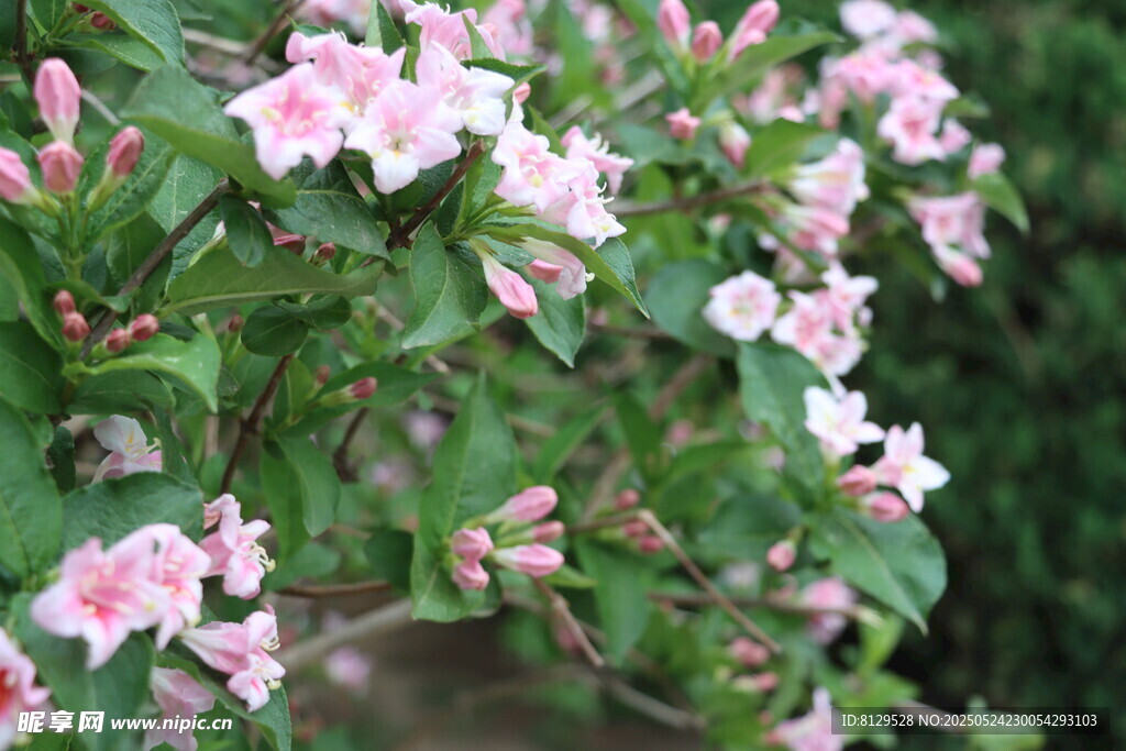 粉色錦帶花綻放枝頭