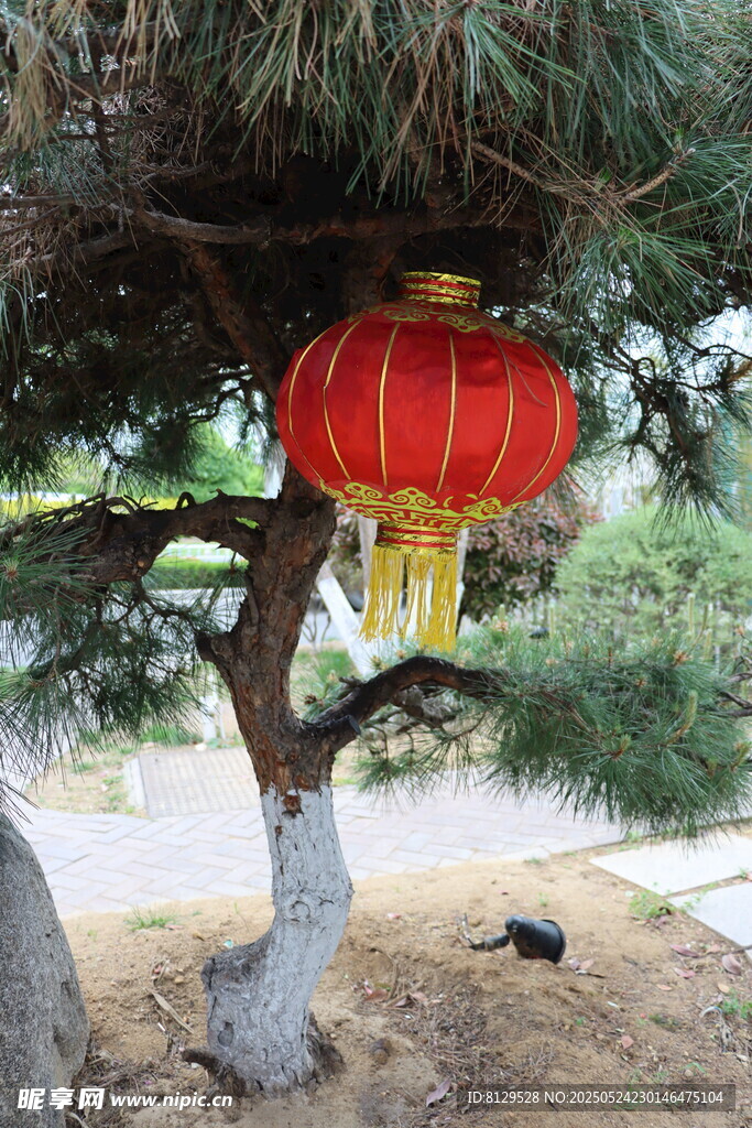 松枝間的紅燈籠