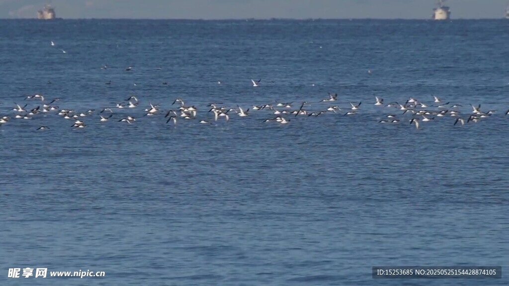 海面上成群飛翔的鳥兒