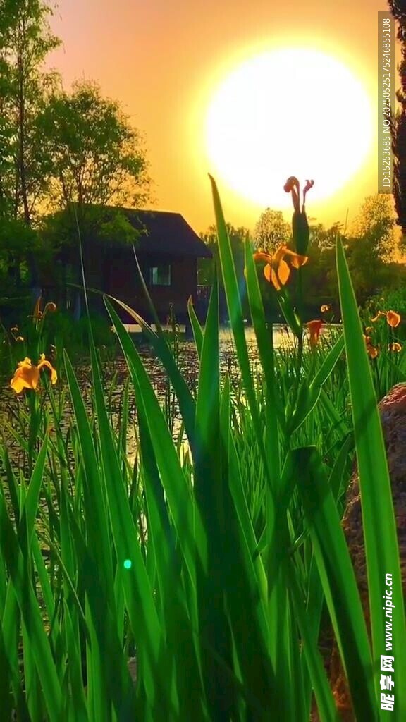 夕陽下的花草美景
