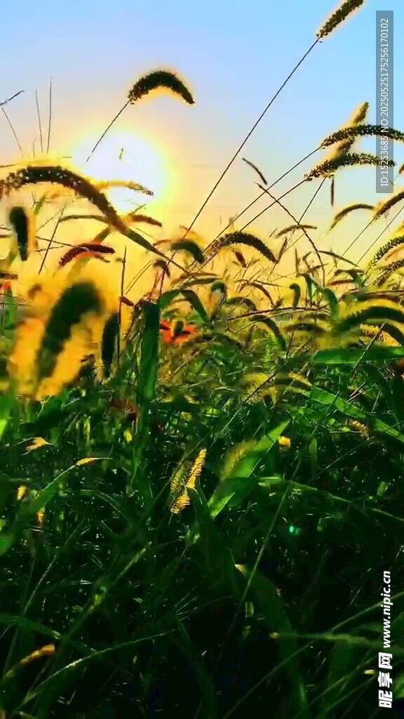 夕陽下的麥田美景