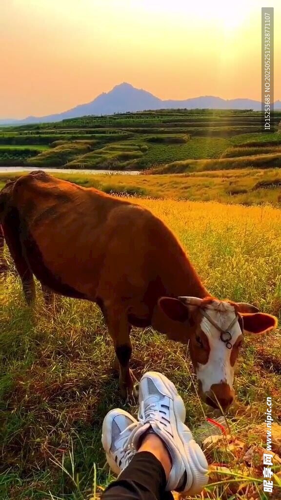夕陽下人與牛的田園時光