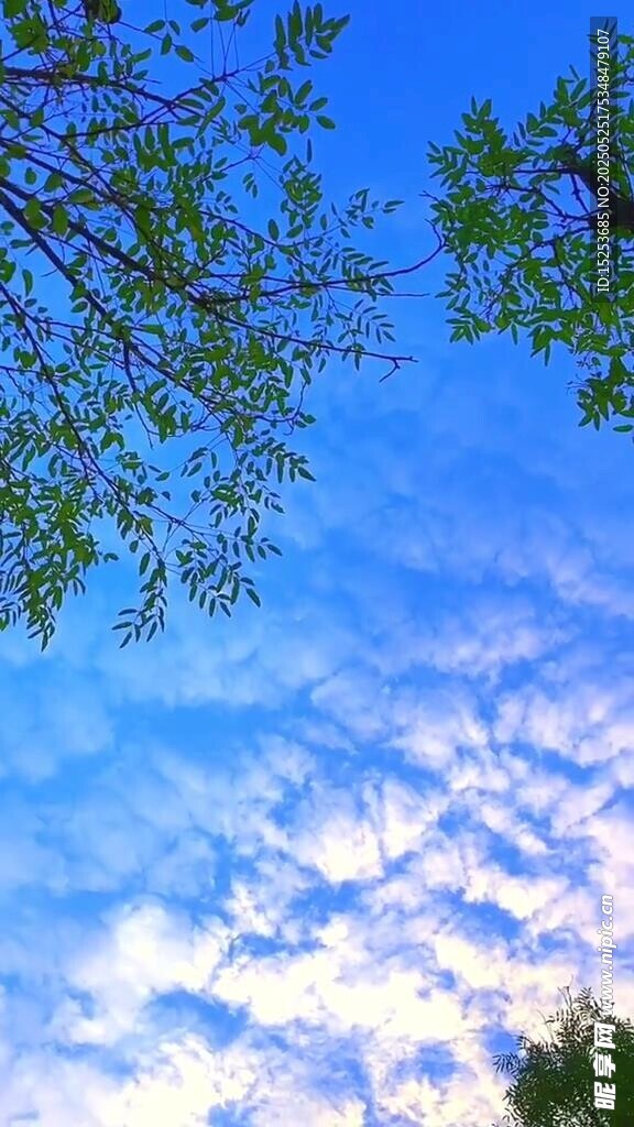 藍天綠樹間的夢幻云朵