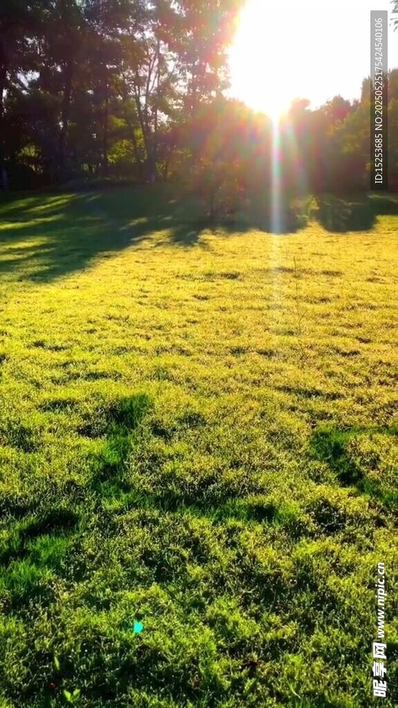 陽光照耀下的翠綠草地
