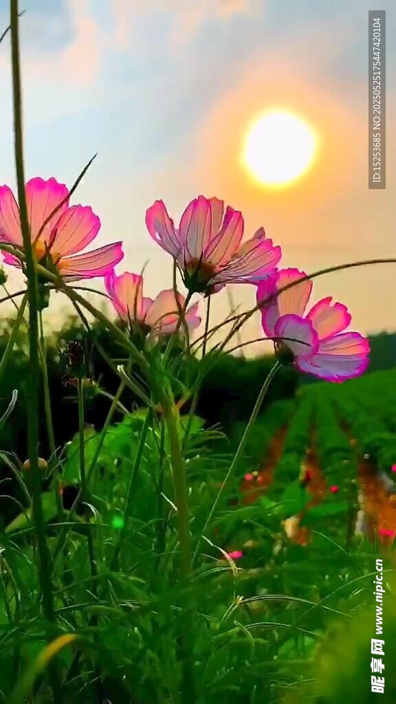 夕陽下的絢爛格桑花
