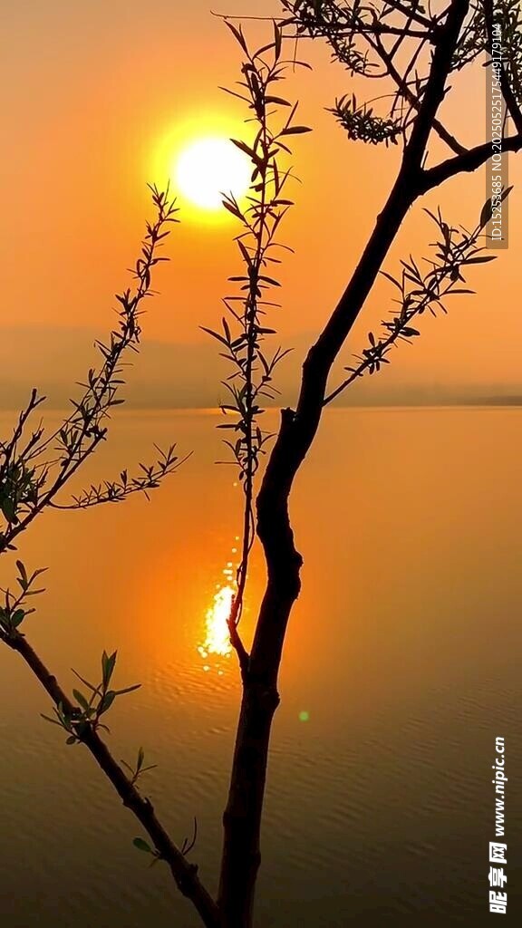 夕陽下的樹枝剪影美景