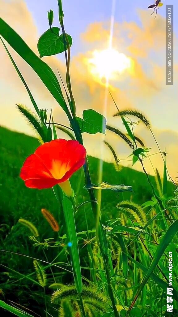 陽光下的x小紅花
