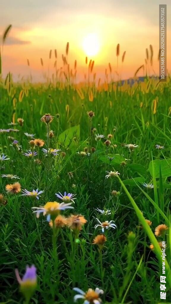 夕陽下的絢爛野花草地