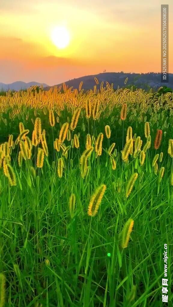 夕陽下的金黃麥田美景