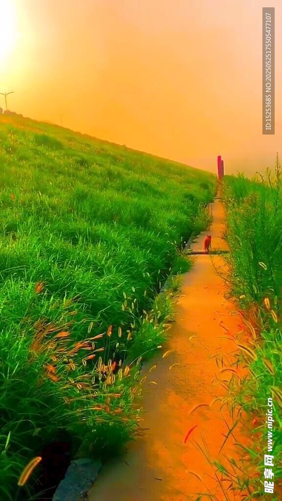 夕陽下的綠野小徑