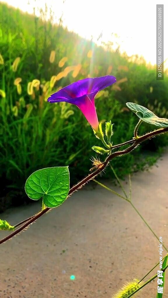 陽(yáng)光下綻放的紫色牽牛花