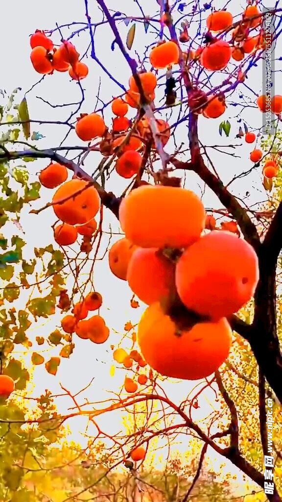 秋日枝頭掛滿火紅柿子