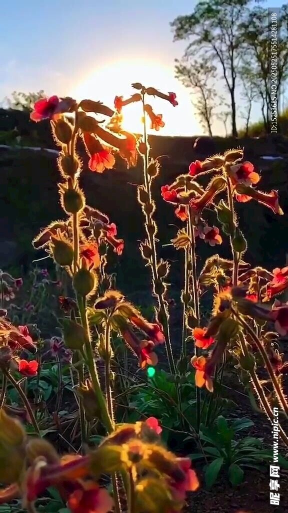 夕陽下絢爛的花朵植物